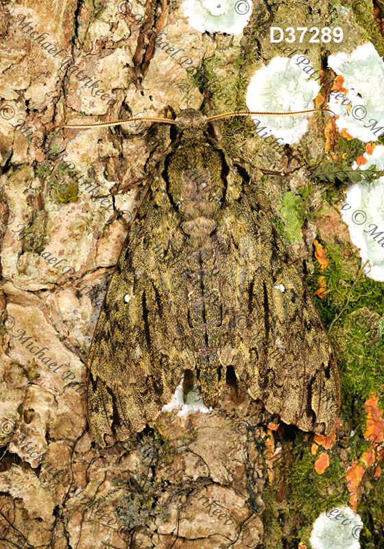 Lucifer Sphinx (Amphonyx lucifer)